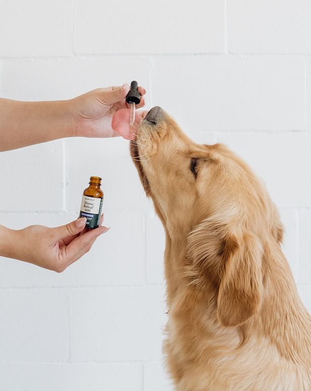 CBD OIl for dog